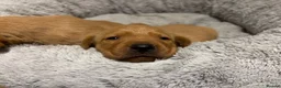 Labrador Retriever dogs for sale: Fox Red Labrador Puppies For Sale - Advert 4