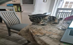 British Shorthair cats for sale: Tabby - Image 2