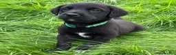 Mixed Breed dogs for sale: HUNTADOR PUPPIES READY FOR THEIR NEW HOMES!  - Advert 26