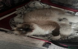Ragdoll cats for sale: Beautiful pedigree blue point seal point Ragdolls - Image 11
