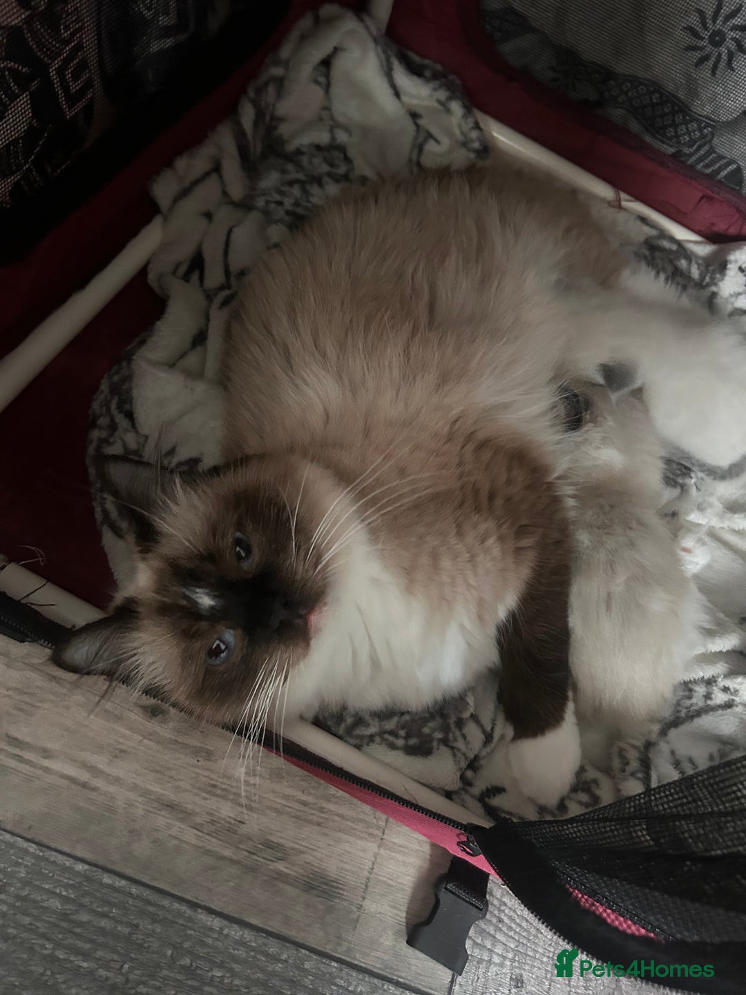 Ragdoll cats for sale: Beautiful pedigree blue point seal point Ragdolls - Image 11