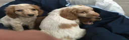 Cocker Spaniel dogs for sale: Cocker spaniel babies  **  in Daventry - Advert 12