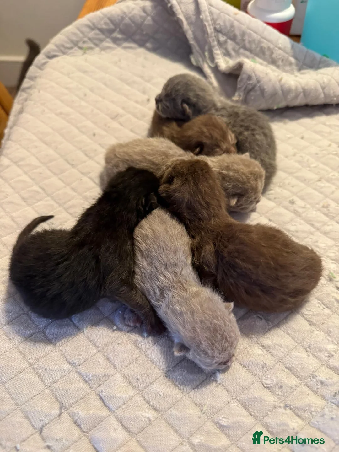 British Shorthair cats for stud:  GCCF registered STUD CHOCOLATE B blood group  - Advert 2