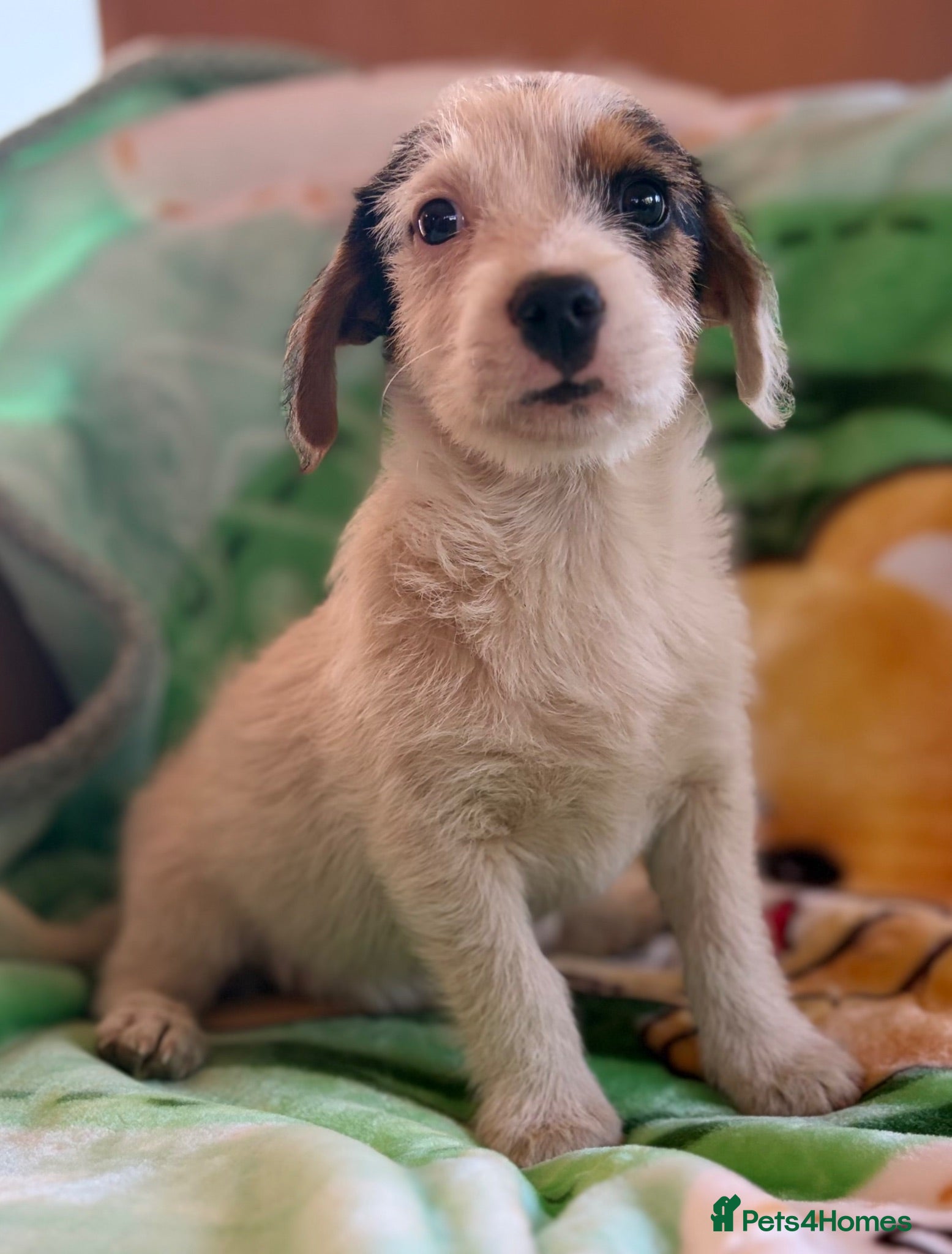 Jack Russell dogs Miniature jack Russle 1 boy still available  - Advert 2