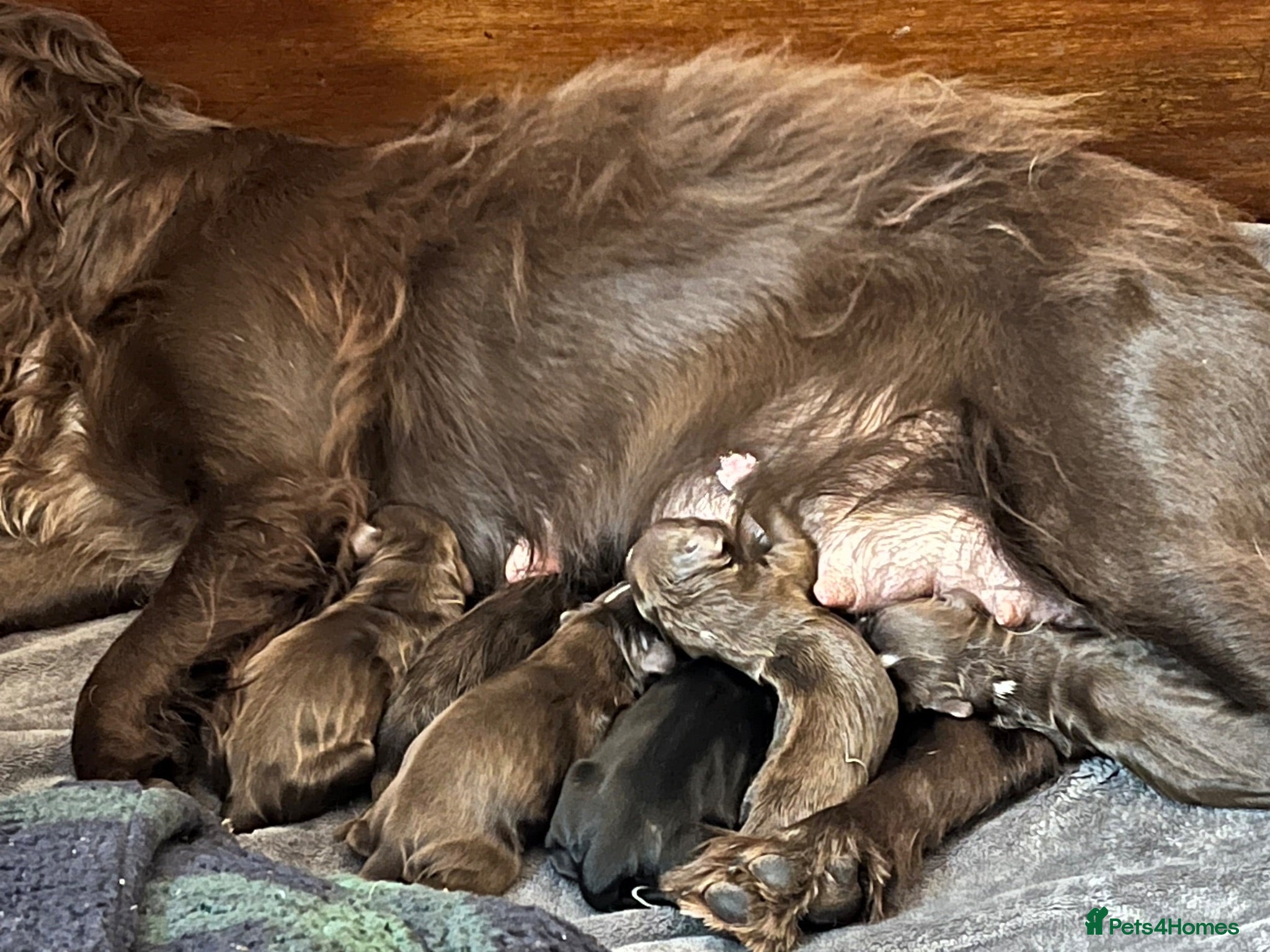 Cocker Spaniel dogs Cocker spaniel puppies for sale  - Advert 5