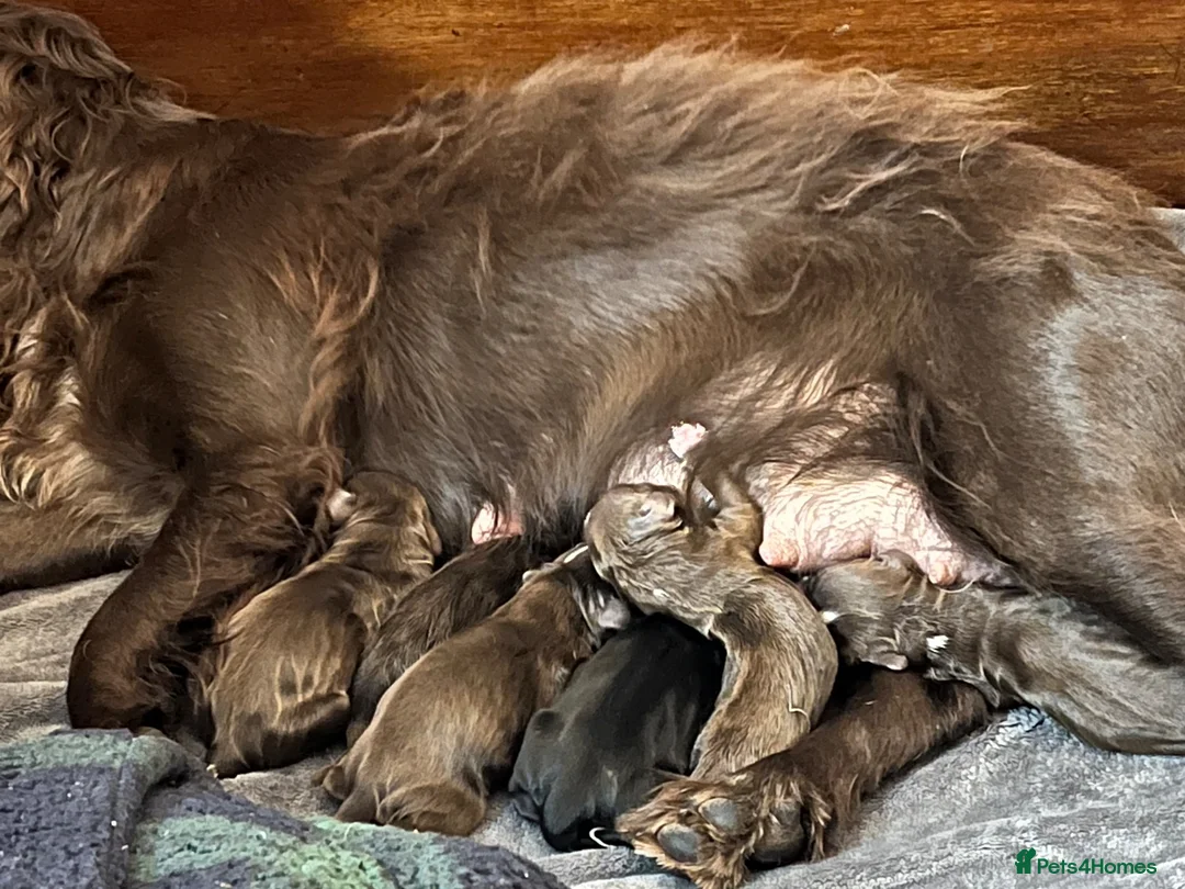 Cocker Spaniel dogs for sale: Cocker spaniel puppies for sale  - Advert 2