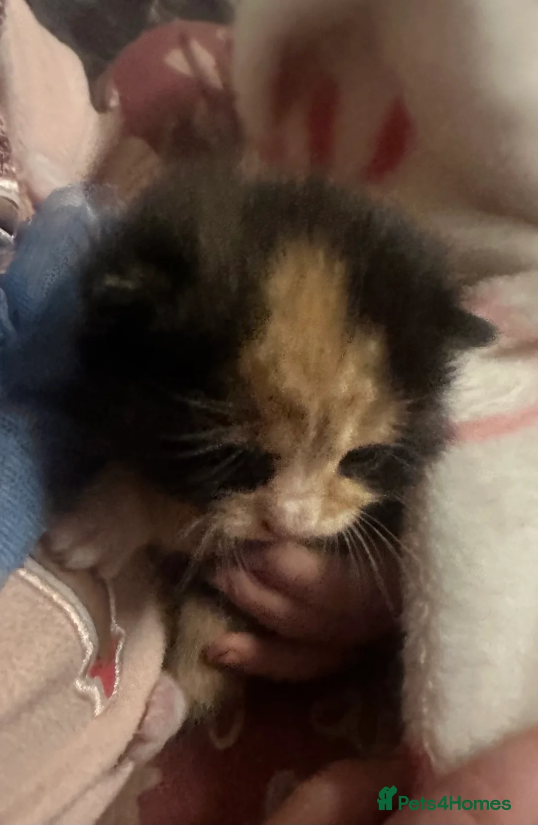 Mixed Breed cats for sale: British shorthair cross kittens - Advert 9