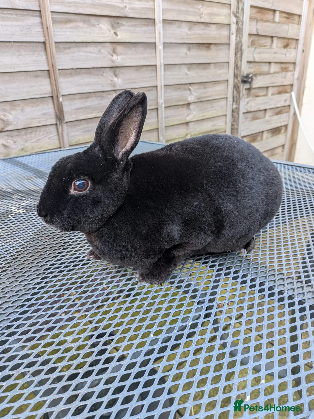 Mini Lop rabbits for sale: Bonded Pair 5 years old looking for a loving home - Advert 3