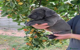 Great Dane dogs for sale: Beautiful Great Dane pups - Image 8