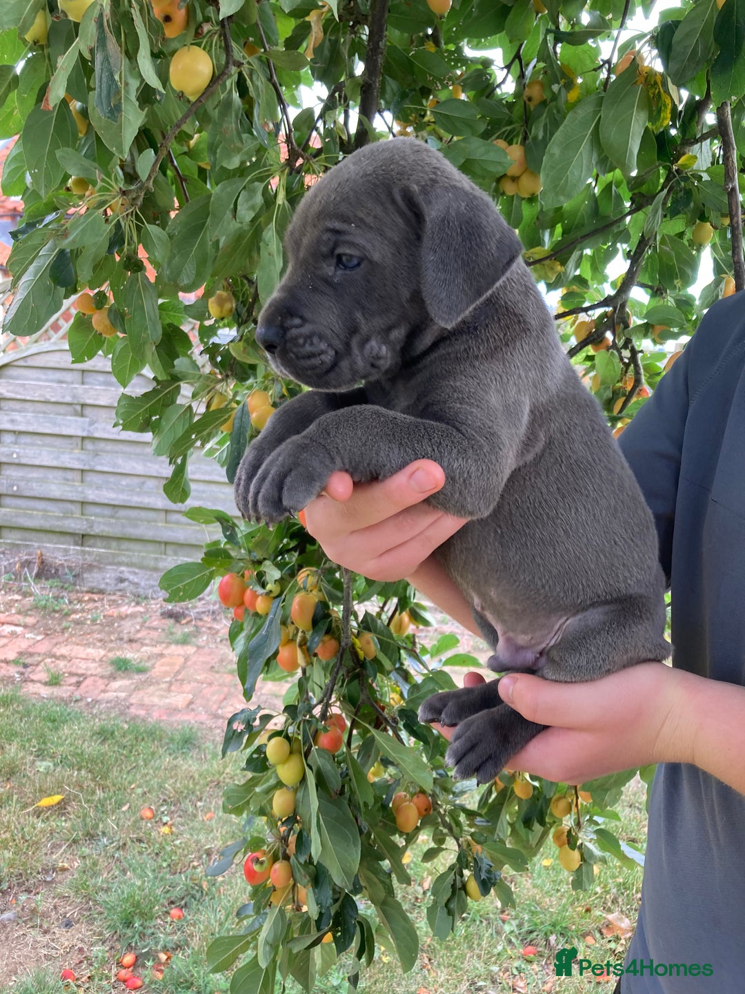 Great Dane dogs for sale: Beautiful Great Dane pups - Image 8