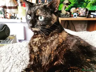 Mixed Breed cats Bella - Advert 4