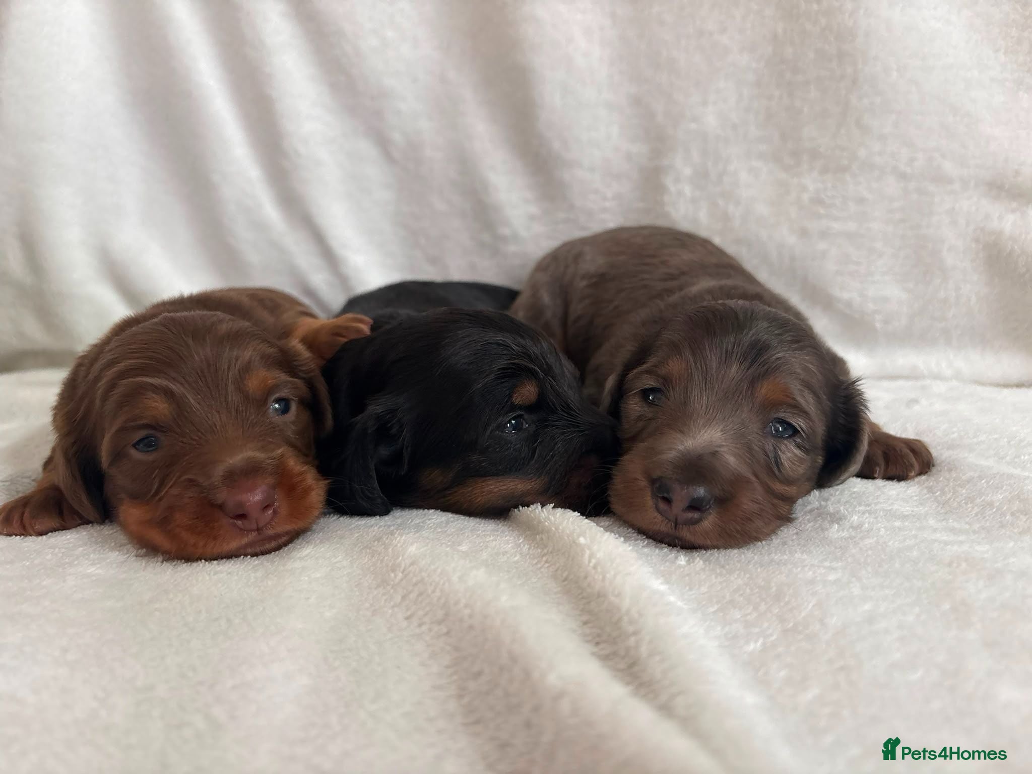 Miniature Dachshund dogs Stunning KC Reg Long-Haired Mini Dachshund Puppies - Advert 2