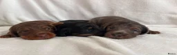Miniature Dachshund dogs for sale: Stunning KC Reg Long-Haired Mini Dachshund Puppies in Sheffield - Advert 1