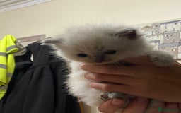 Ragdoll cats for sale: Beautiful Blue Point Ragdoll kittens - Image 14