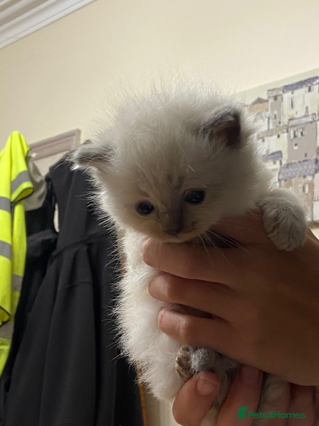 Ragdoll cats for sale: Beautiful Blue Point Ragdoll kittens - Image 14