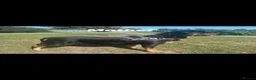 Rottweiler dogs for sale: OUTSTANDING QUALITY GERMAN ROTTWEILER PUPPIES  in Canvey Island - Advert 18