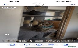 Mixed Breed cats for sale: Mix breed beautiful kittens - Image 8