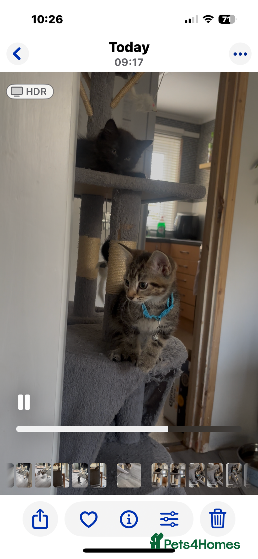 Mixed Breed cats for sale: Mix breed beautiful kittens - Image 8