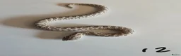 Snake reptiles for sale: Western Hognose Babies - Normal and Axanthics - Advert 13