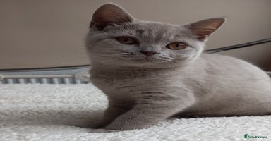 British Shorthair cats - Advert 11