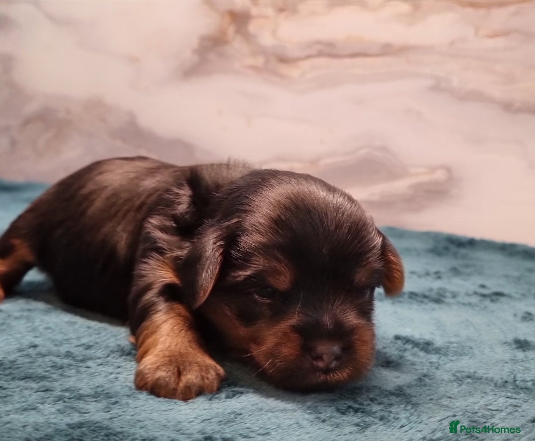 Yorkshire Terrier dogs for sale: 4 Lovely puppies  - Advert 6