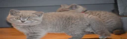 British Shorthair cats for sale: British Shorthair kittens, Ready! - Advert 6