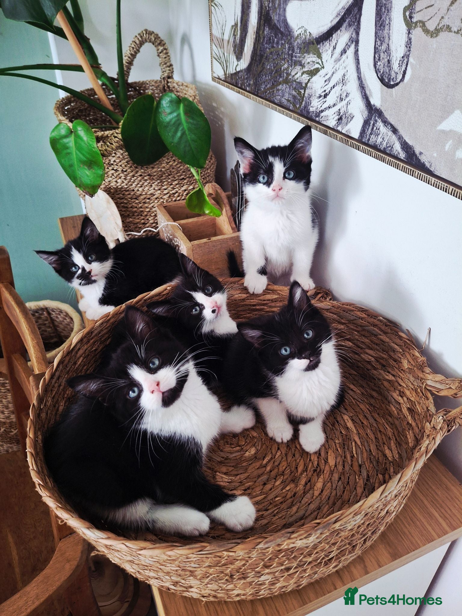 Mixed Breed cats READY NOW ..Beautiful black and white kittens  - Advert 14