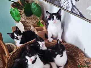 Mixed Breed cats READY NOW ..Beautiful black and white kittens - Advert 6