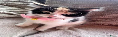 Mixed Breed Kitten 3