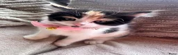 Mixed Breed cats for sale: Beautiful 8week old kittens  - Advert 4