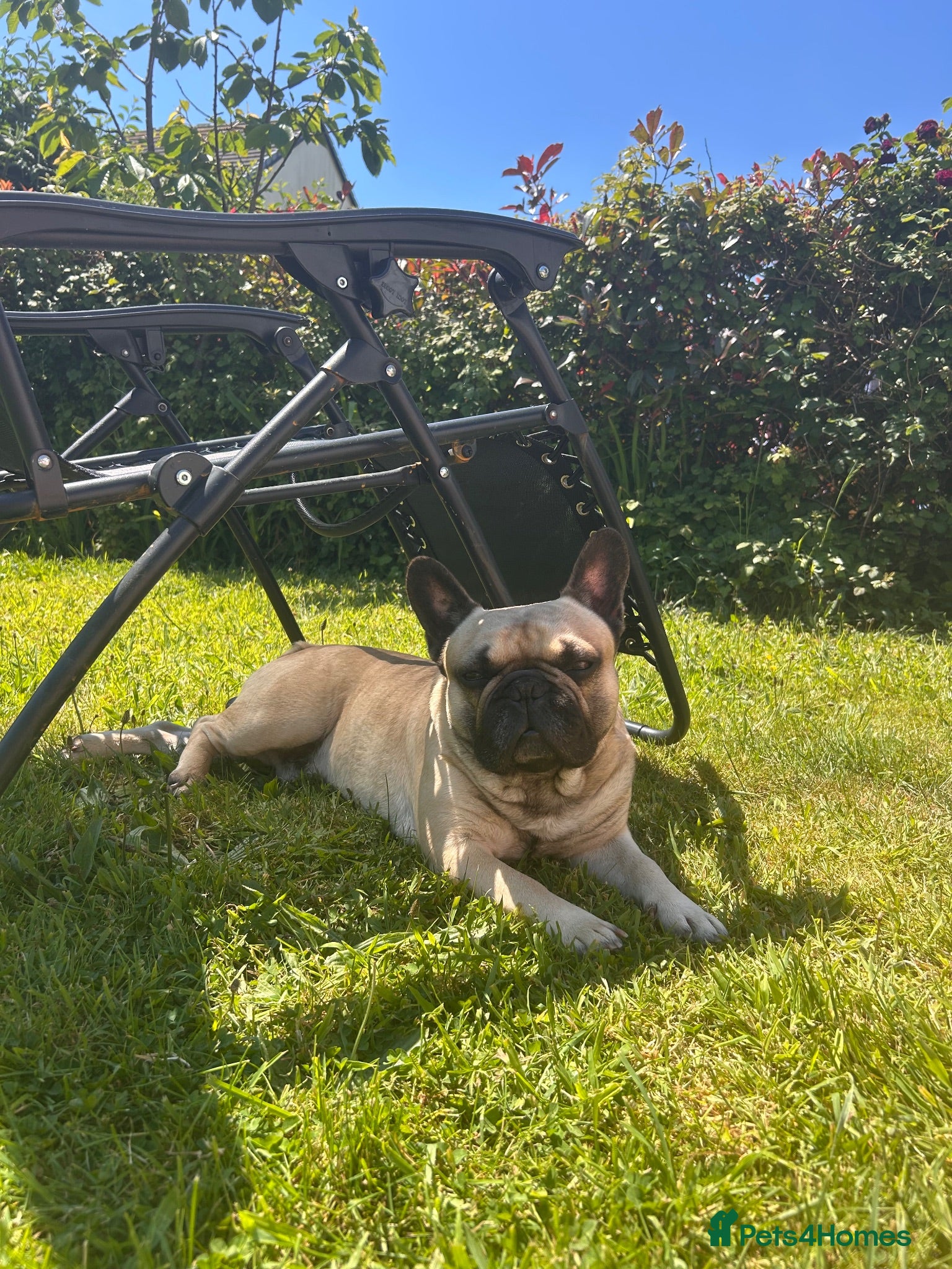French Bulldog dogs Frenchie looking for his forever home  - Advert 17