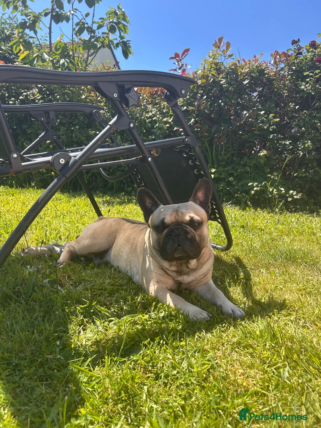 French Bulldog dogs for sale: Frenchie looking for his forever home  in Saint Ives - Advert 1