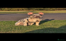 French Bulldog dogs for sale: Beautiful merle frenchie female  - Image 2