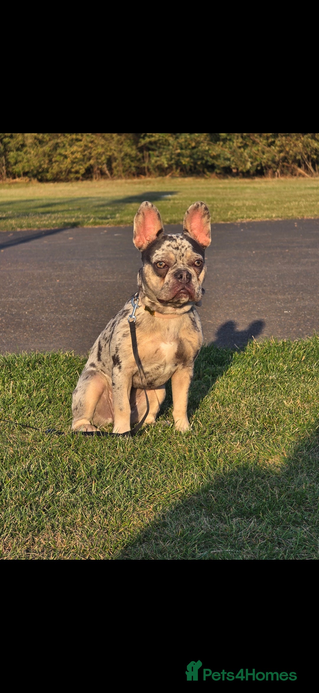 French Bulldog dogs for sale: Beautiful merle frenchie female  - Image 2