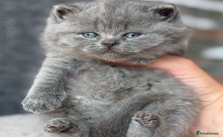 British Shorthair cats Adorable British Shorthair Teddy Bear Kittens - Advert 8