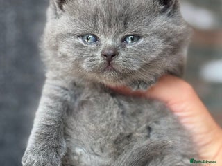 British Shorthair cats Adorable British Shorthair Teddy Bear Kittens - Advert 14