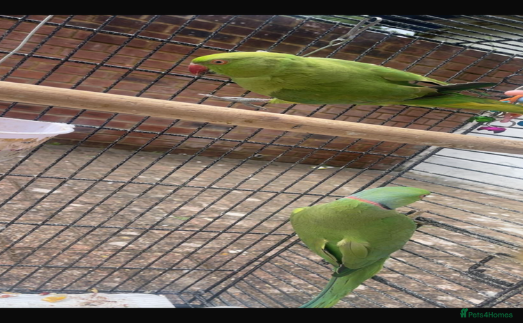 Parrots birds - Advert 3