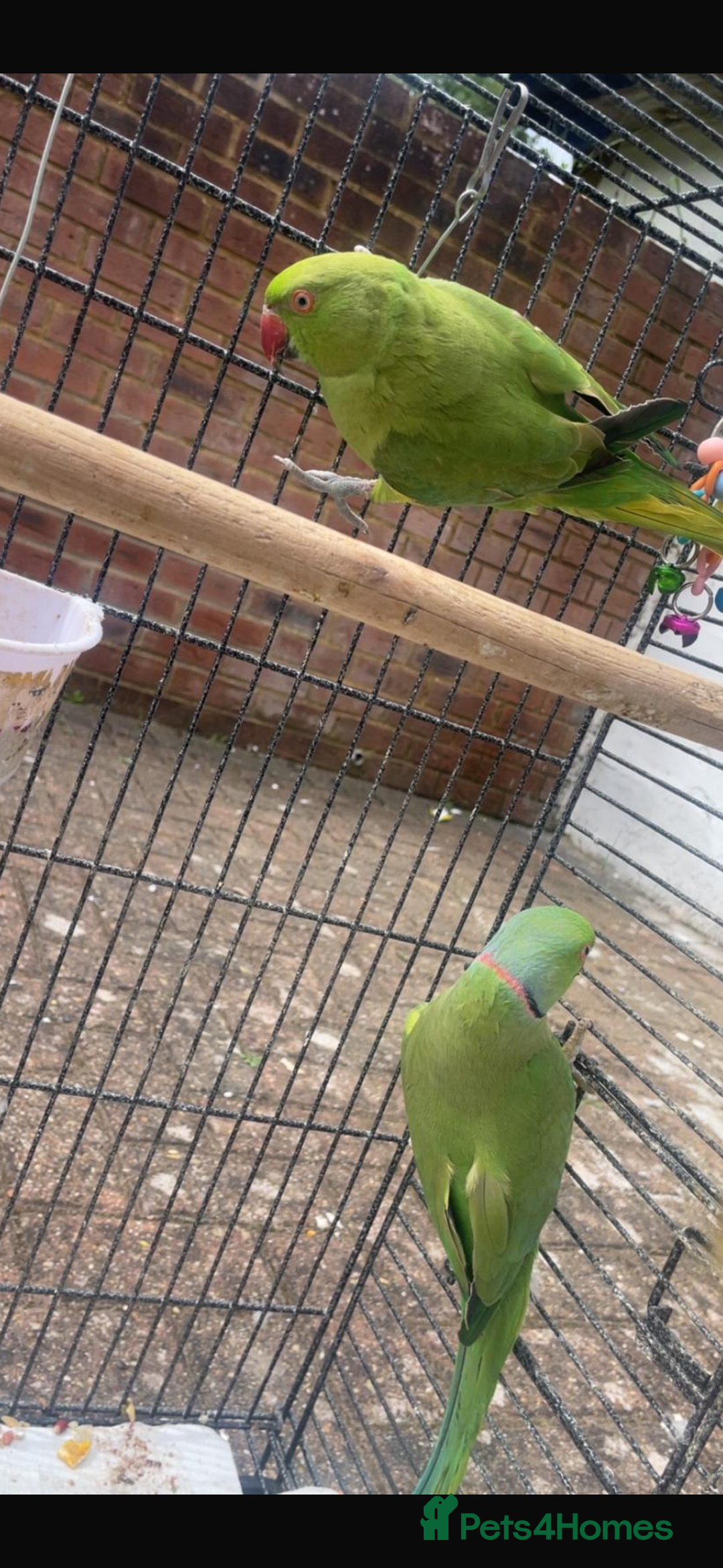 Parrots birds for sale: Indian ring neck parrots  - Image 1