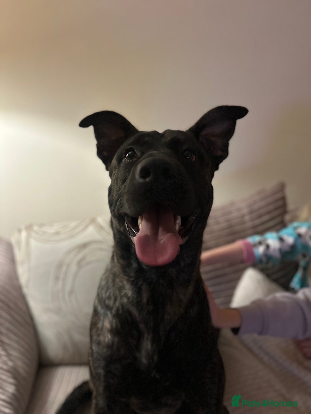 Mixed Breed dogs for sale: Belgian malinois x presa canario boy - Advert 3