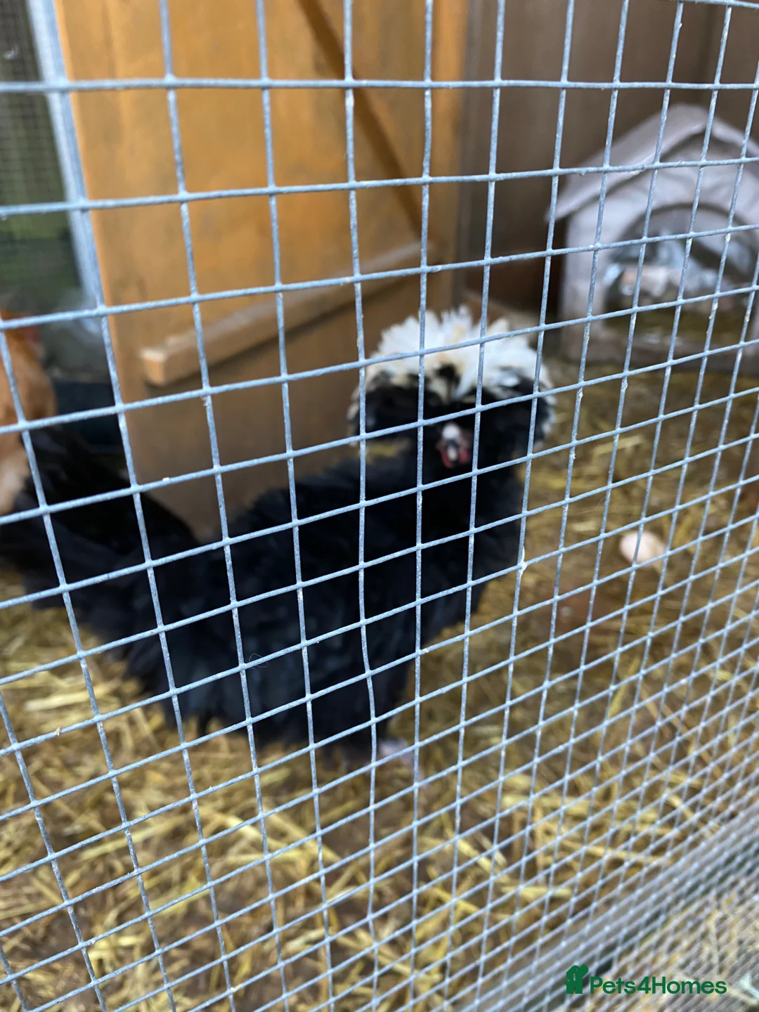 Chickens poultry for sale: Polish cockerel  - Advert 2