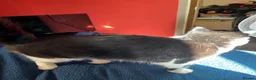 Mixed Breed cats for sale: Black and white 5 month old kitten  in Warrington - Advert 4