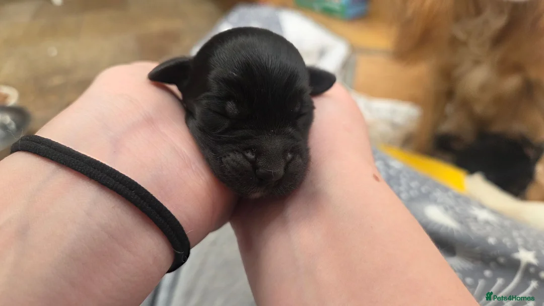 Mixed Breed dogs for sale: Corkie pups for sale - Advert 2