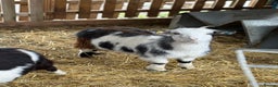 Goats livestock for sale: Small pretty Pygmy Nannie’s  - Advert 7