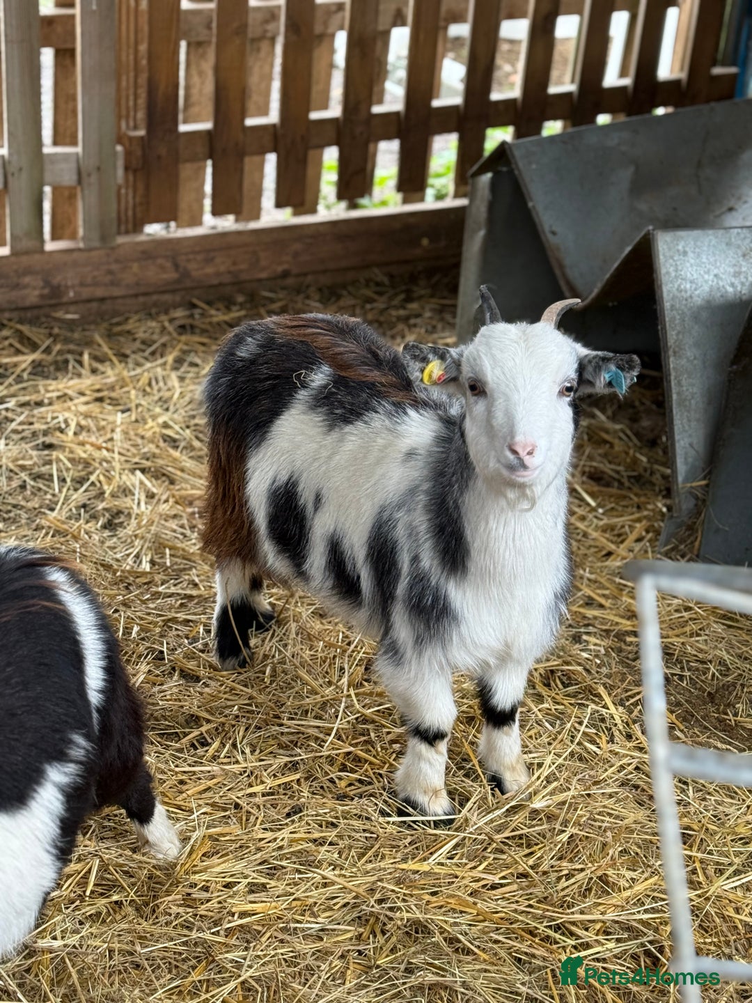 Goats livestock for sale: Small pretty Pygmy Nannie’s  - Advert 7