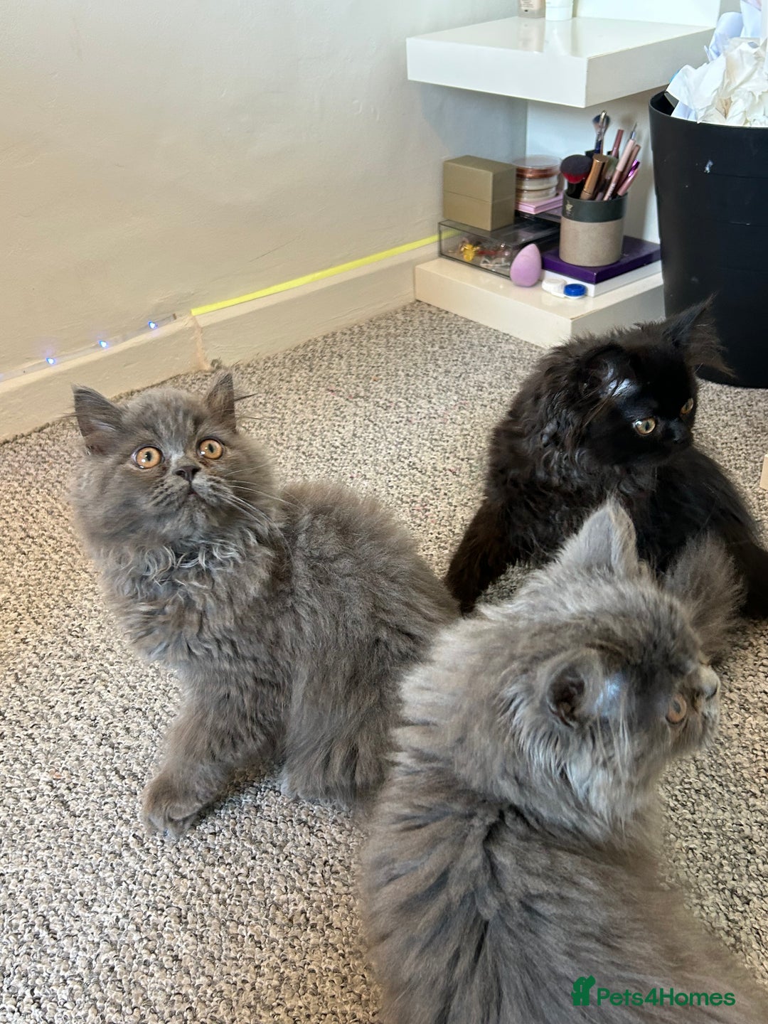 Persian cats for sale: Persian kittnes for sale London  - Advert 5