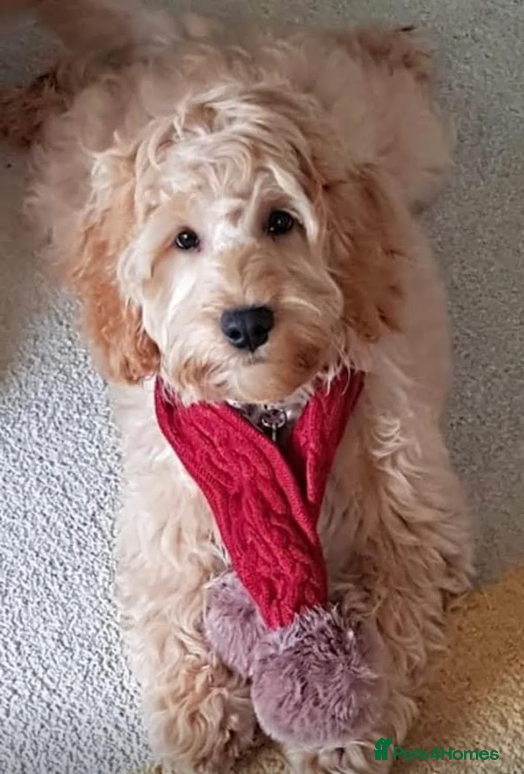 Cockapoo dogs for stud: Cockapoo F1 - Show Champion* and Proven Stud in Barnstaple - Advert 10