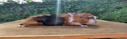 Guinea Pig rodents for sale: Baby guinea-pigs  - Advert 4