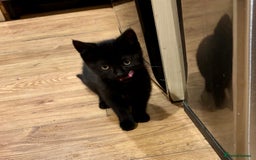 Mixed Breed cats for sale: Three Cute Kittens Available  - Advert 2