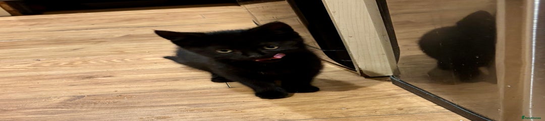 Mixed Breed Kitten 3