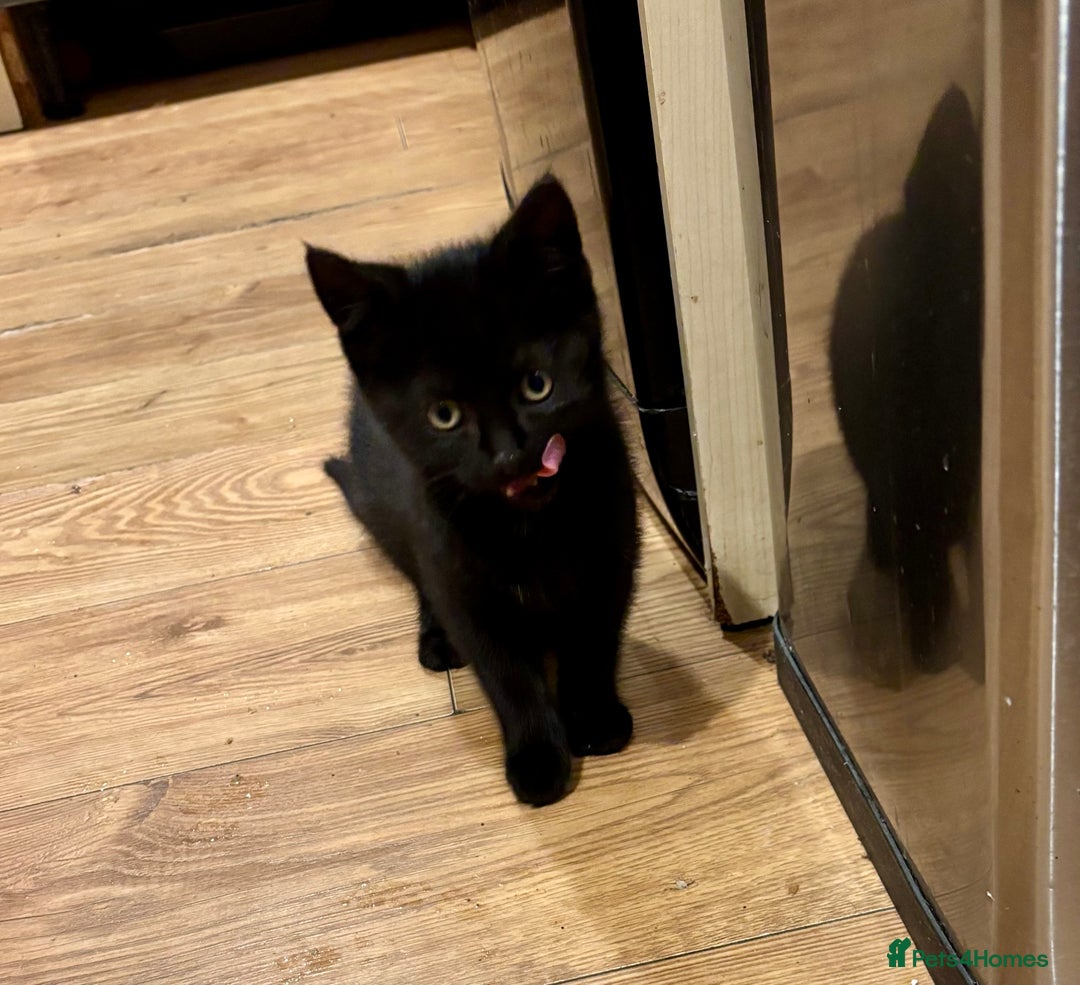 Mixed Breed cats for sale: Three Cute Kittens Available  - Advert 2